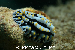 Nudi in waters of Kauai by Richard Goluch 